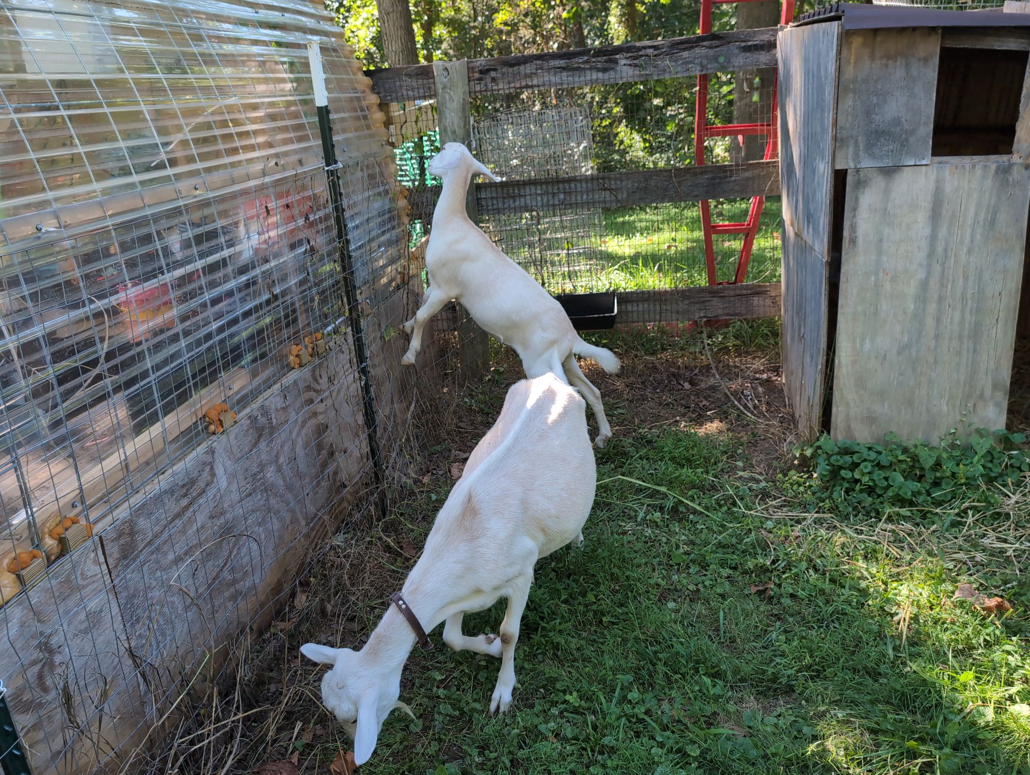 Goats exploring